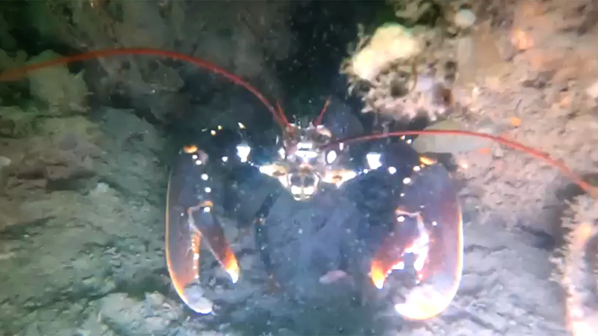 Mooie onderwaterwereld beelden tijdens duiken in Zeeland
