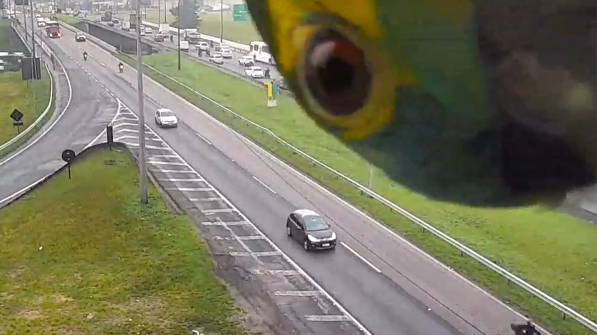 Nieuwsgierige papegaai inspecteert camera langs snelweg in Brazilië