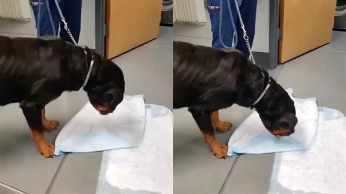 Ondertussen bij de dierenarts: Eh mevrouw, kunt u uw speeltjes goed opbergen?