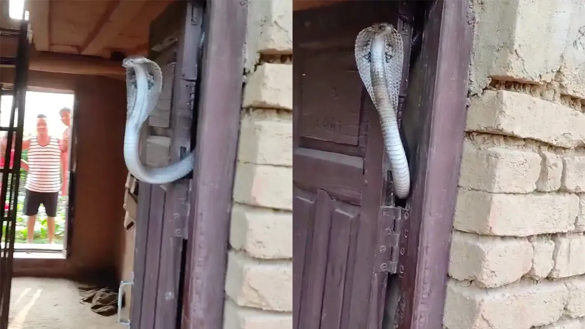 Ondertussen in Nepal: Niemand komt langs deze cobra