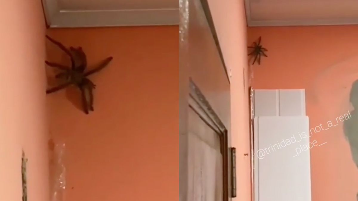 Op Tobago wil je ook niet zijn als je bang bent voor spinnen