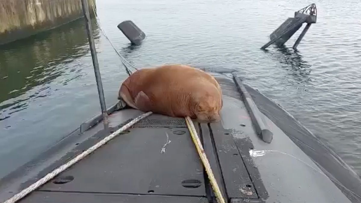 Verzin je niet: Walrus slaapt in Den Helder op duikboot van de Walrusklasse