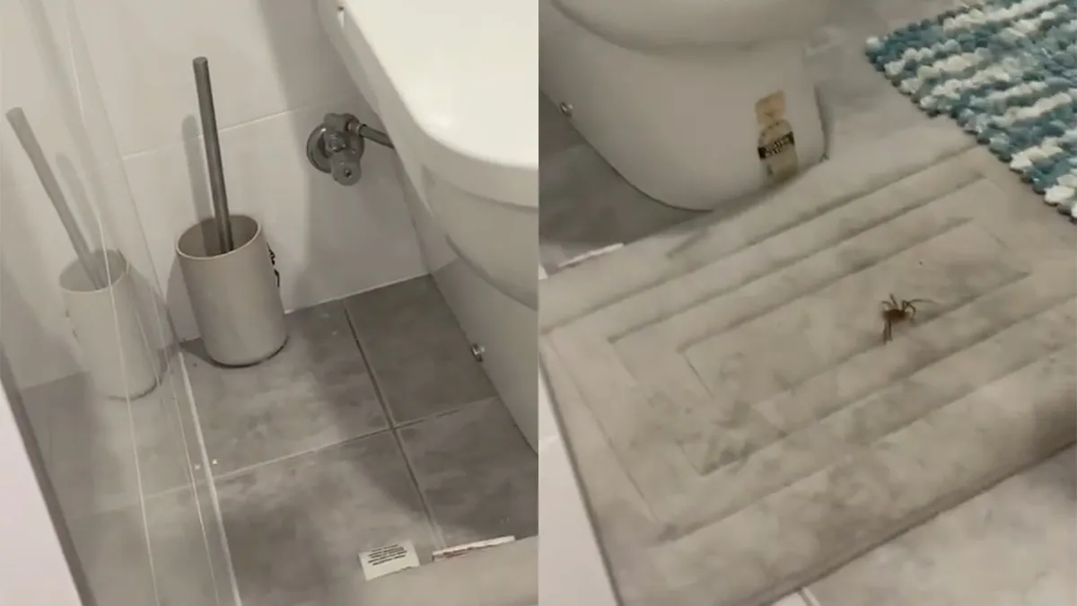 Welkom in Australië, het land waar spinnen je kunnen aanvallen