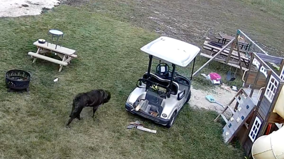 Hond parkeerde golfkarretje tegen pick-up