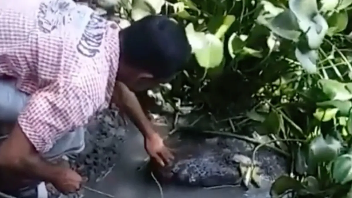 Joh, krokodil aaien blijkt slecht idee