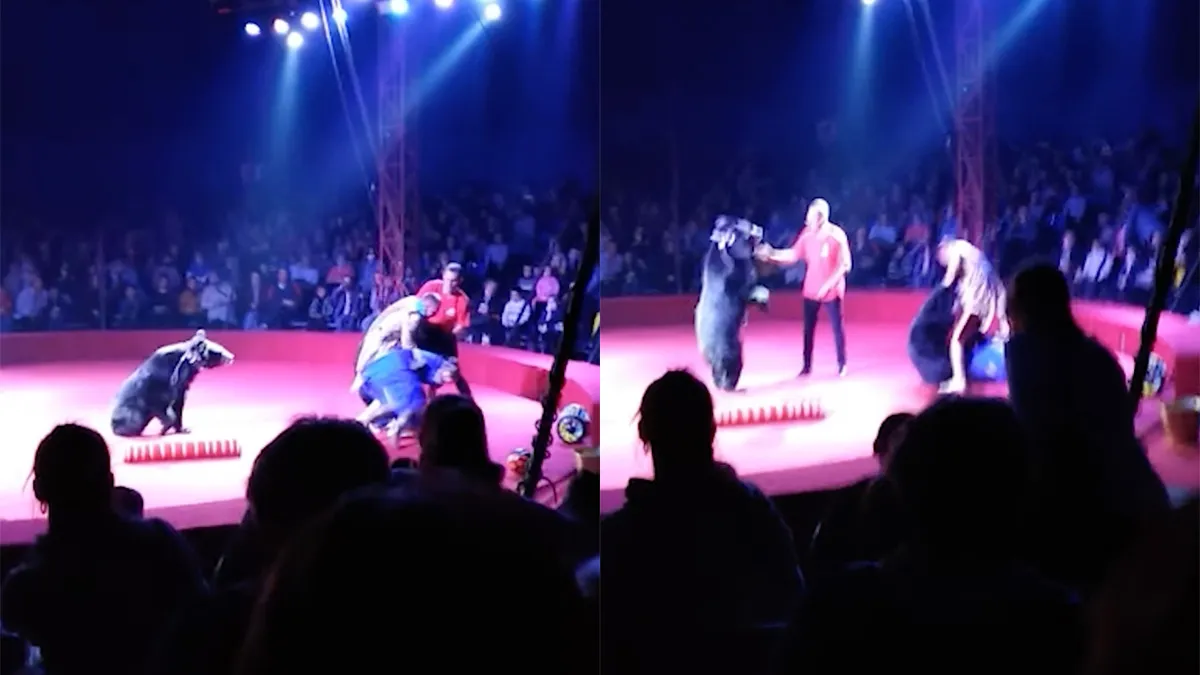 Beer in Russisch circus valt zwangere berentemmer aan