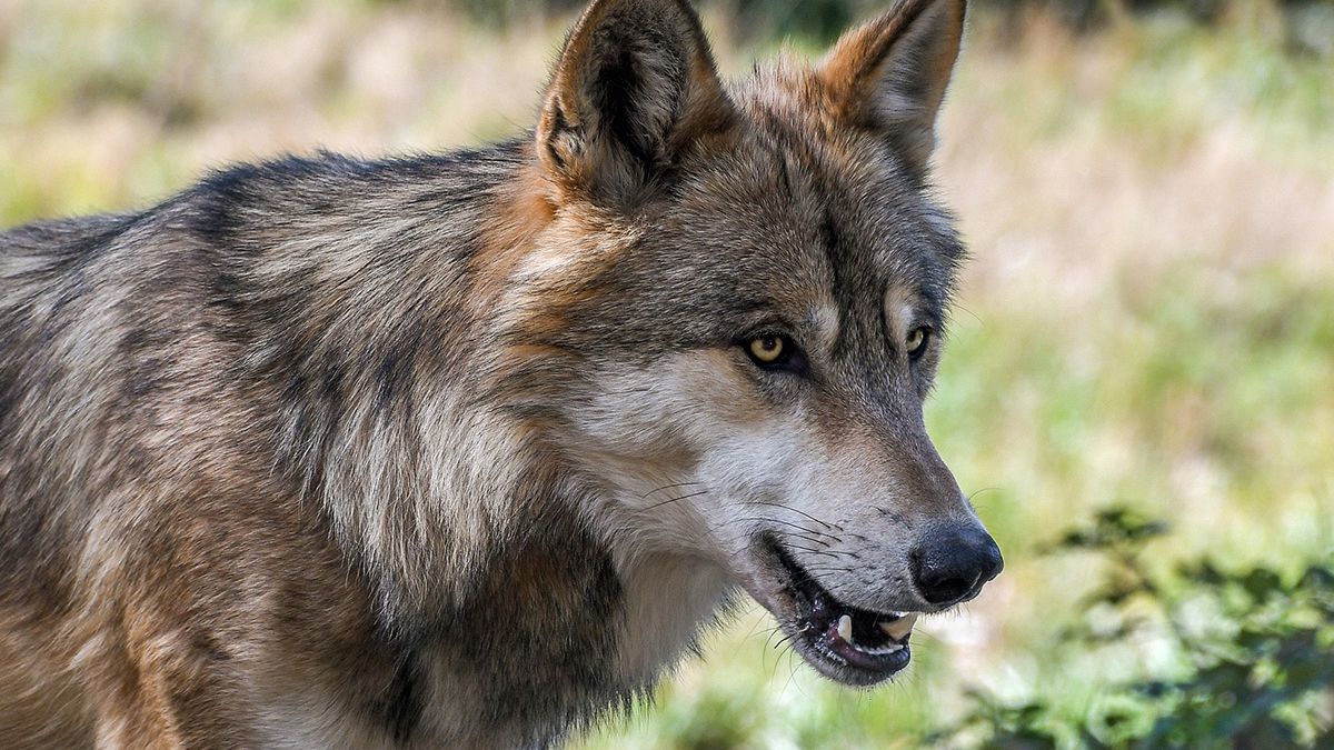 Dorpje Diever in Drenthe heeft een nieuwe inwoner: Wolf meerdere malen gezien