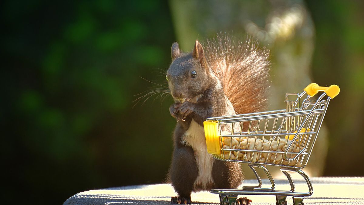 Foto's van eekhoorn met winkelwagentje van Nederlandse fotograaf gaan viraal