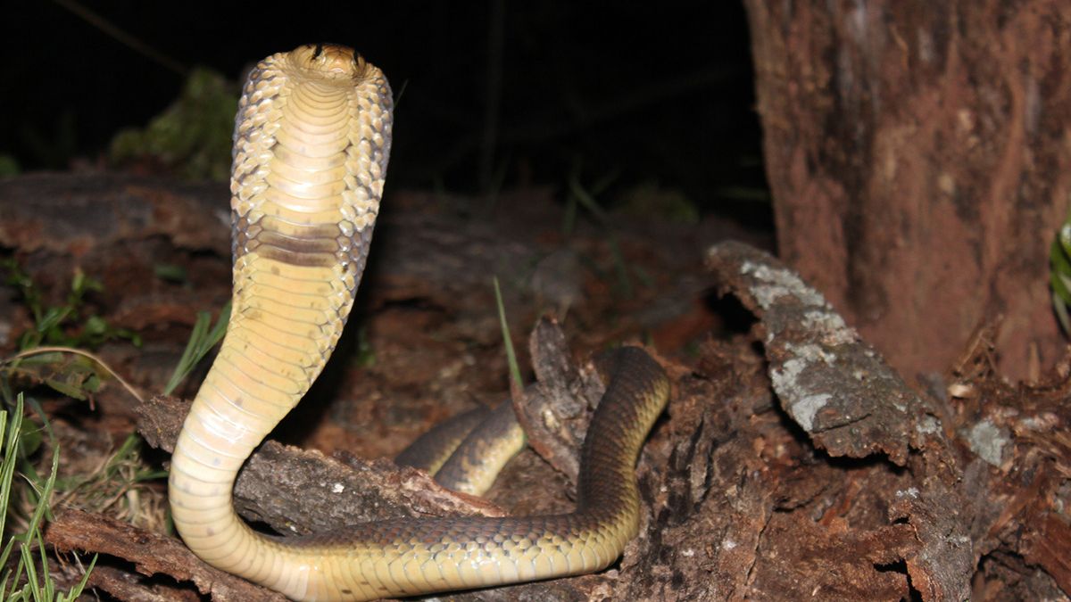 Giftige cobra bijt 47-jarige Nederlandse man tijdens safari in geslachtsdeel