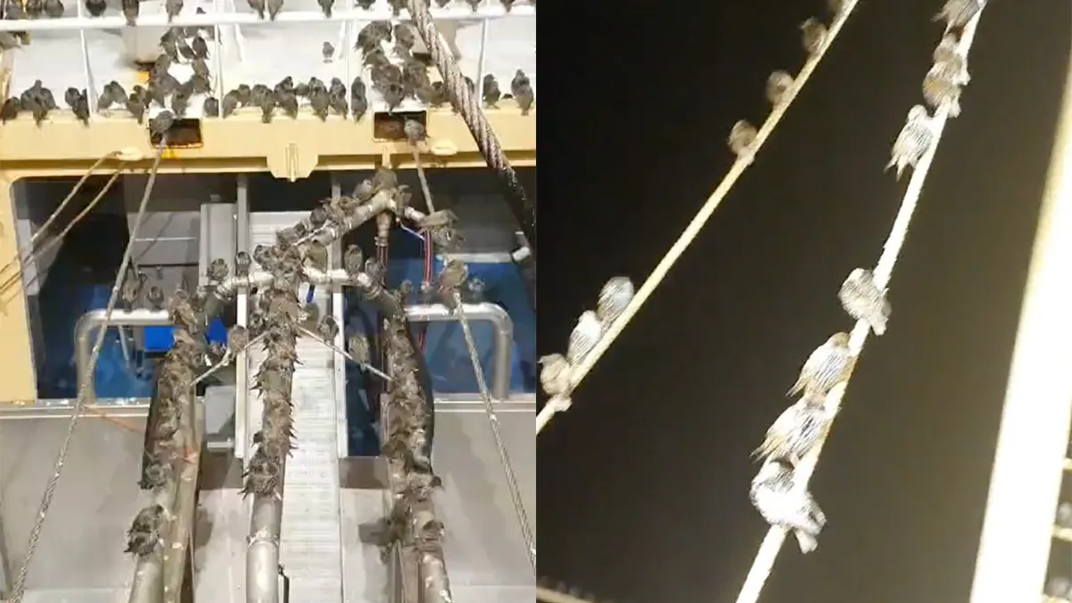 Honderden spreeuwen gebruiken schip van Urker visser als plek om uit te rusten