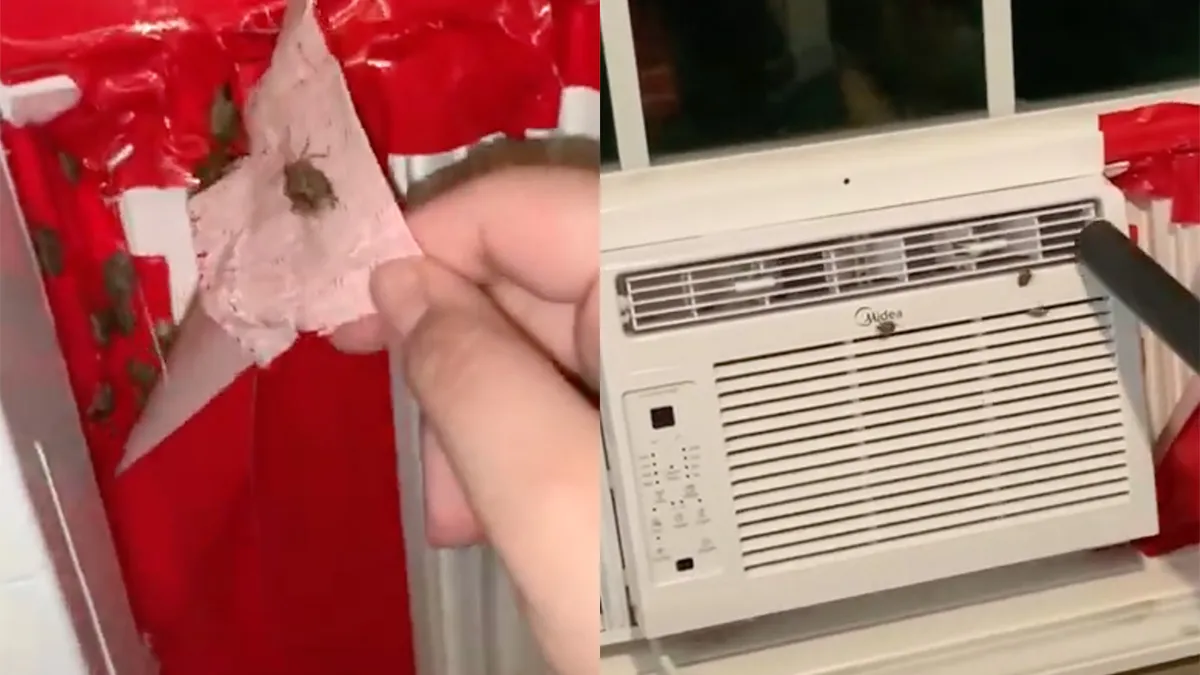 Mensen hebben nogal last van Bruin Gemarmerde Stinkwantsen in de airco