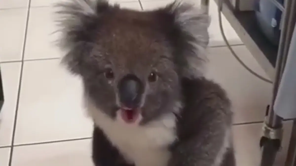 Koala laat zich horen