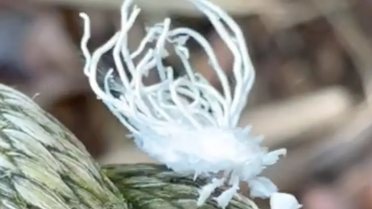 Flatidae is een opmerkelijk insectje