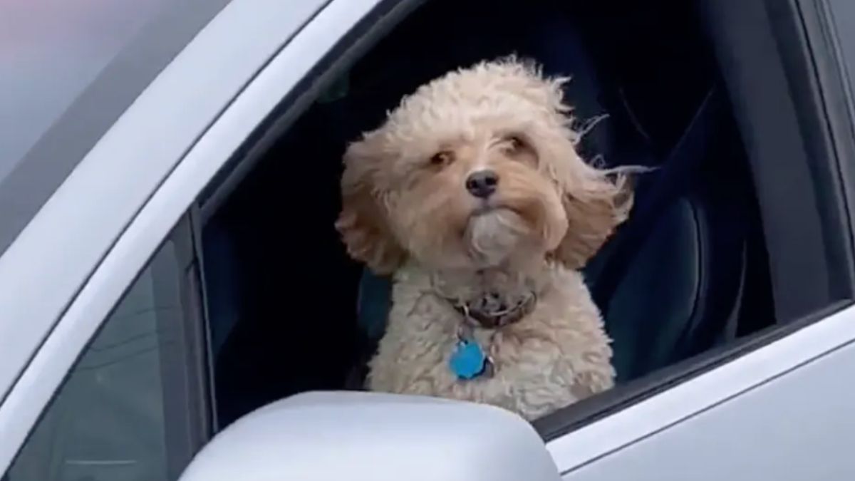Hond uitlaten anno 2021: Tesla Autopilot doen het voor je