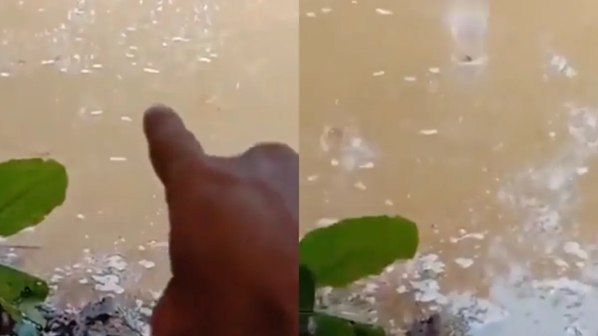 Indonesische guy laat zien waarom moeras best scary kan zijn