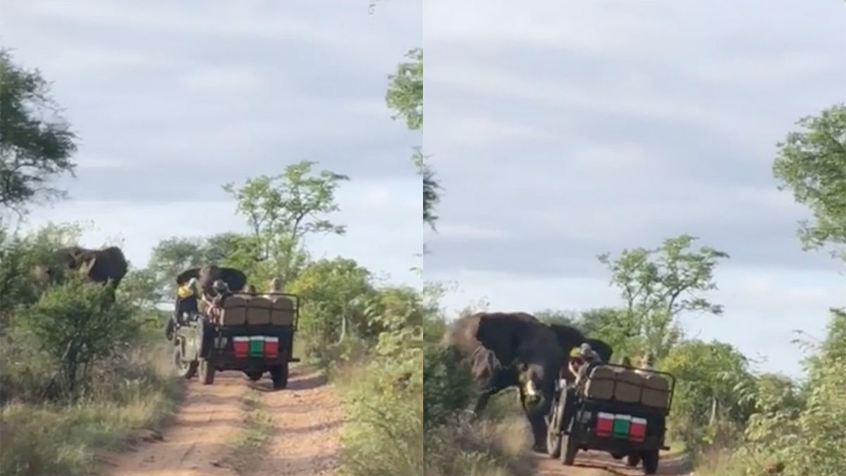 Boze olifant valt voertuig aan van toeristen in Zuid-Afrikaanse Selati Game Reserve