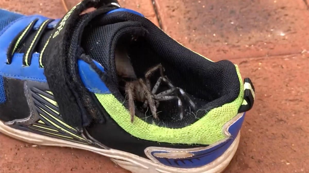 Punt Fabrikant Modieus Grote spin komt uit schoen gekropen in Australië | VK Magazine