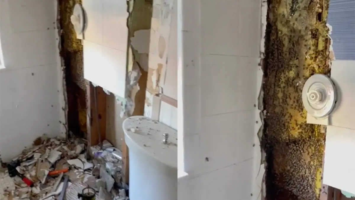 Zoemende verrassing na weghalen van tegeltje in de badkamer