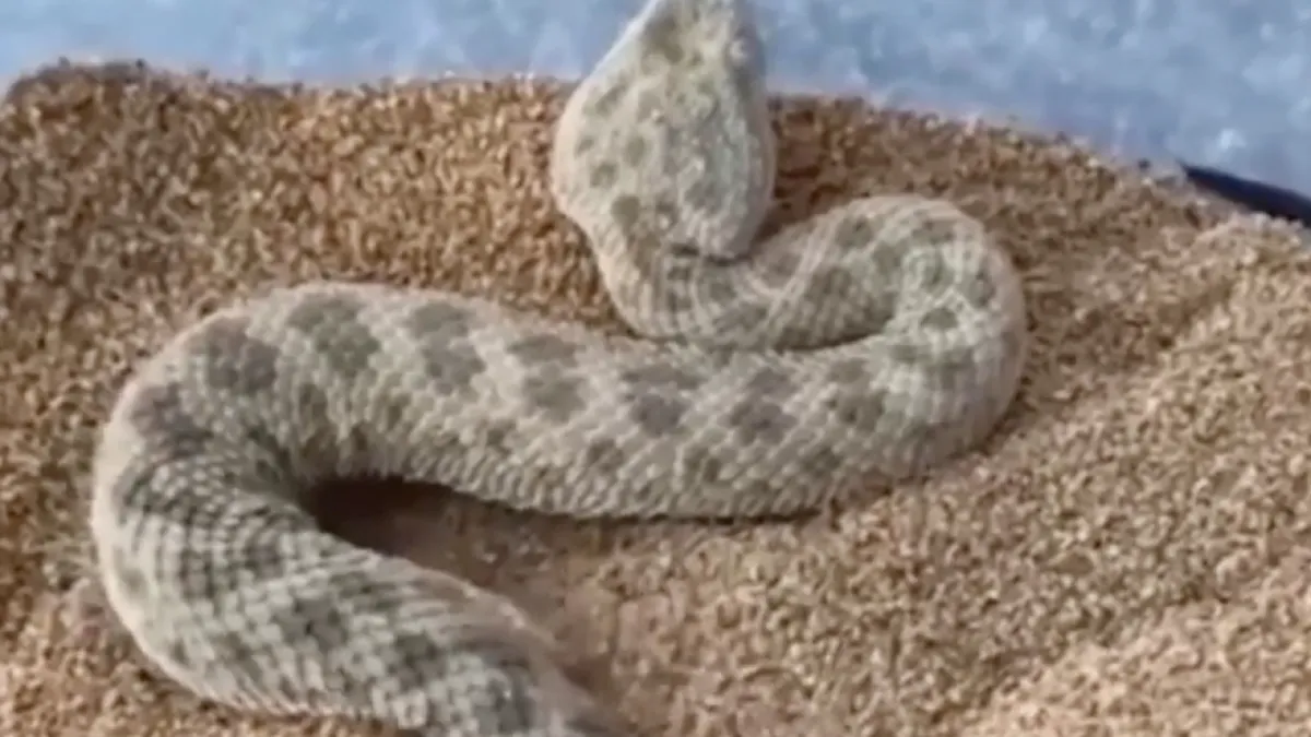 En daarom zijn dit soort slangen dus scary