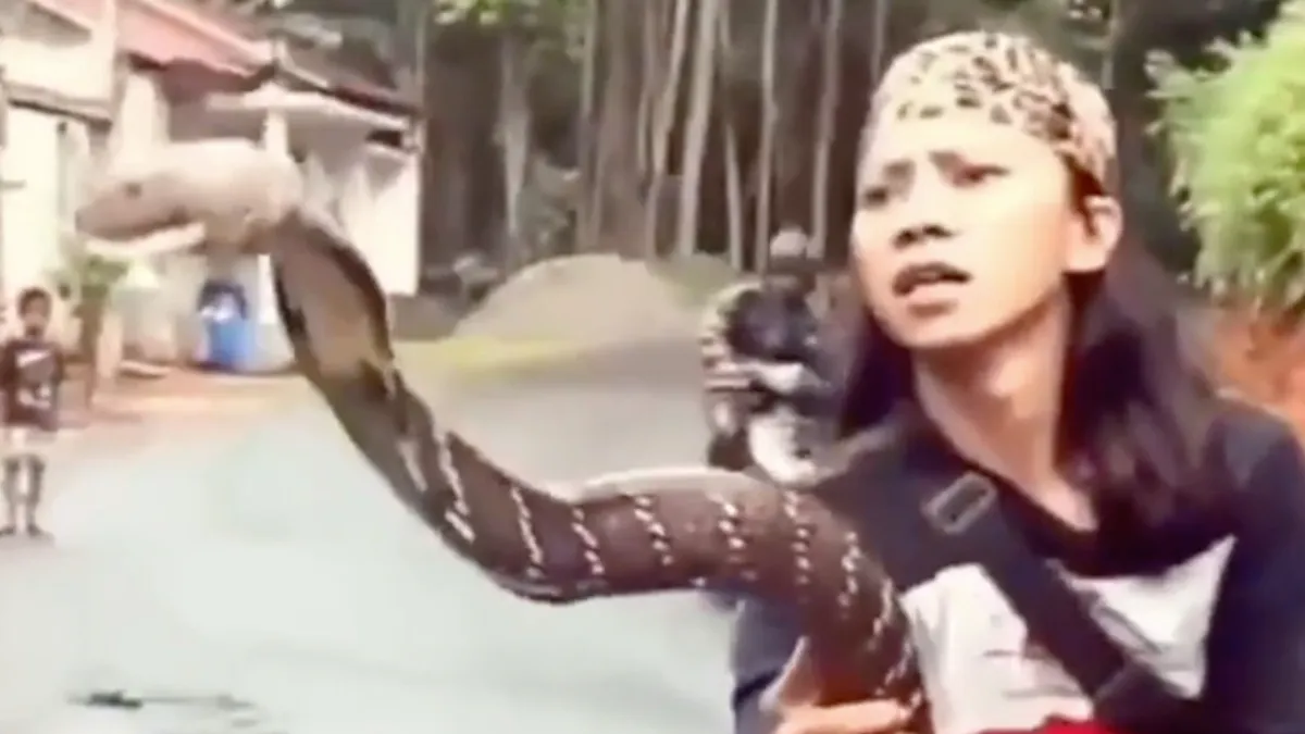 Spelen met je leven via een gigantische King Cobra