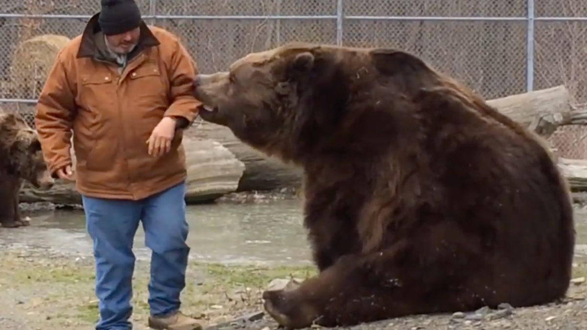 Lekker knuffelen met 680 kilo aan beer