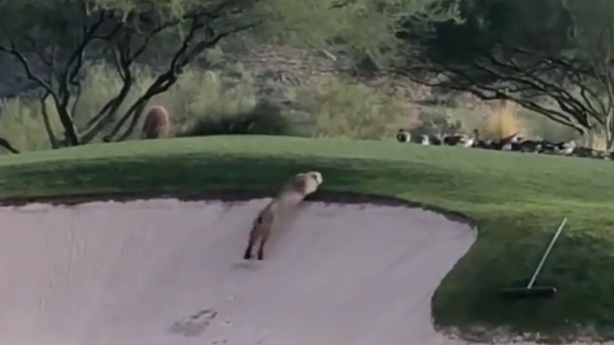 Bobcat vangt eend op golfbaan in Arizona