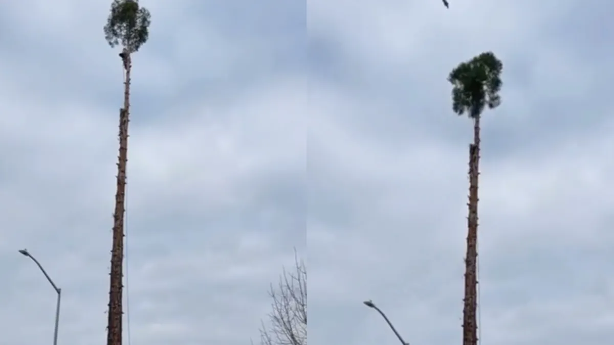 Eekhoorn weet zichzelf te redden uit benarde positie