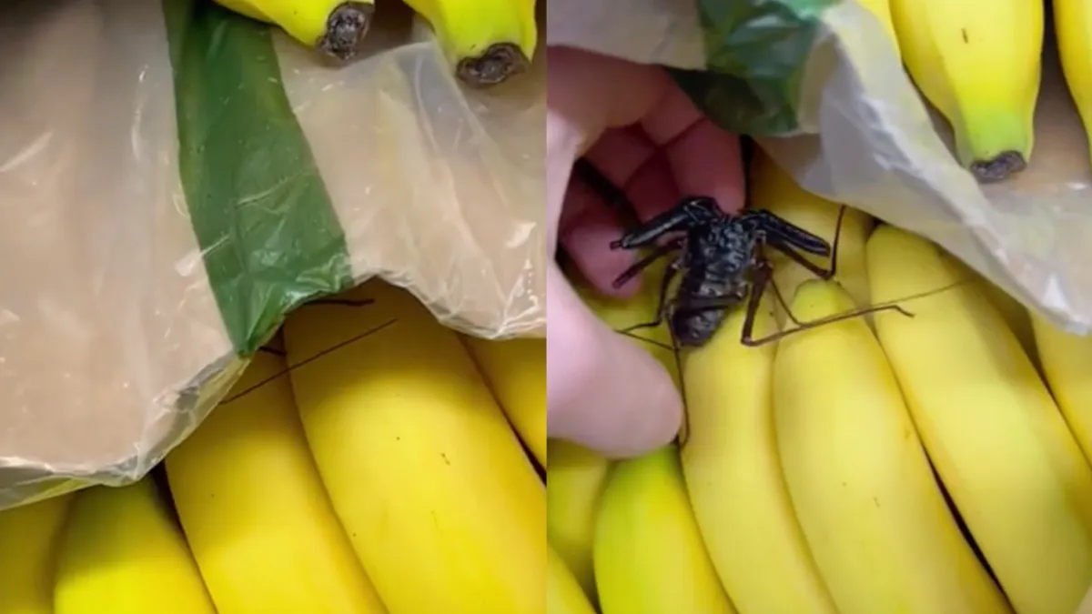 Mocht je vandaag nog bananen gaan halen…