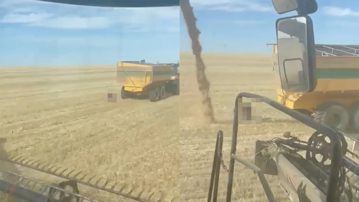 Boertje kan niet even rustig poepen op het land, want wordt te grazen genomen