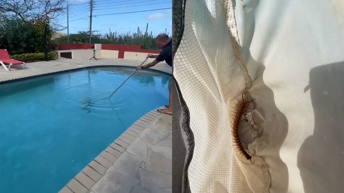 Ook dat is Aruba: Tijgerduizendpoot in het zwembad