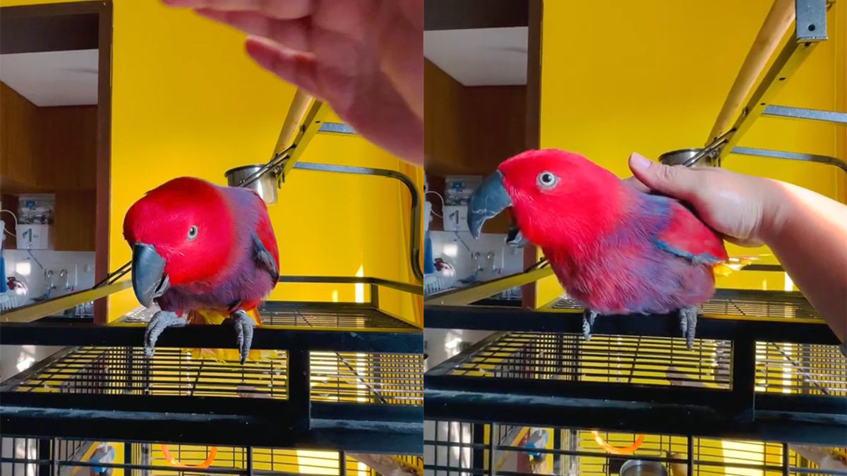 Papegaai doet ringtone van iPhone na