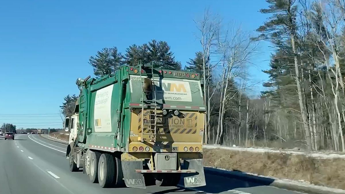 Wasbeer krijgt een lift van een vuilniswagen