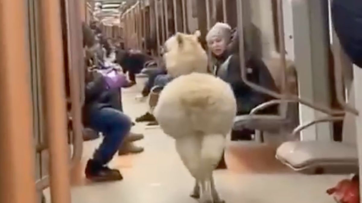 Met je alpaca in de metro van Moskou