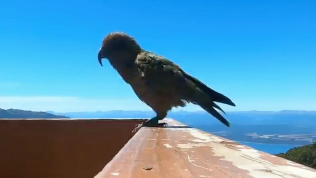Nieuw Zeelandse Kea gaat aan de haal met GoPro