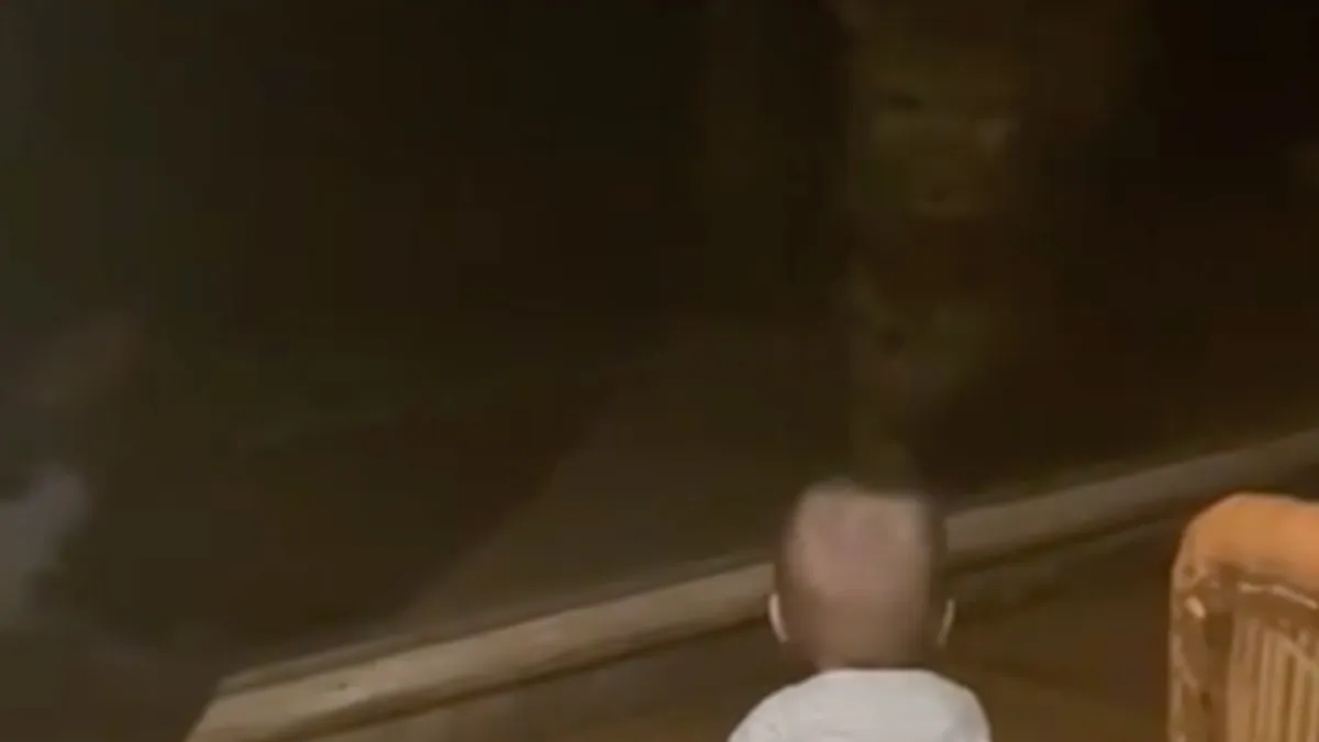 Als een raam je koter van een jachtluipaard redt