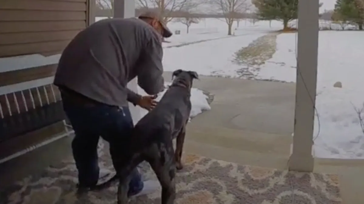Duitse dog vastmaken aan pilaar van je afdak is sterk af te raden