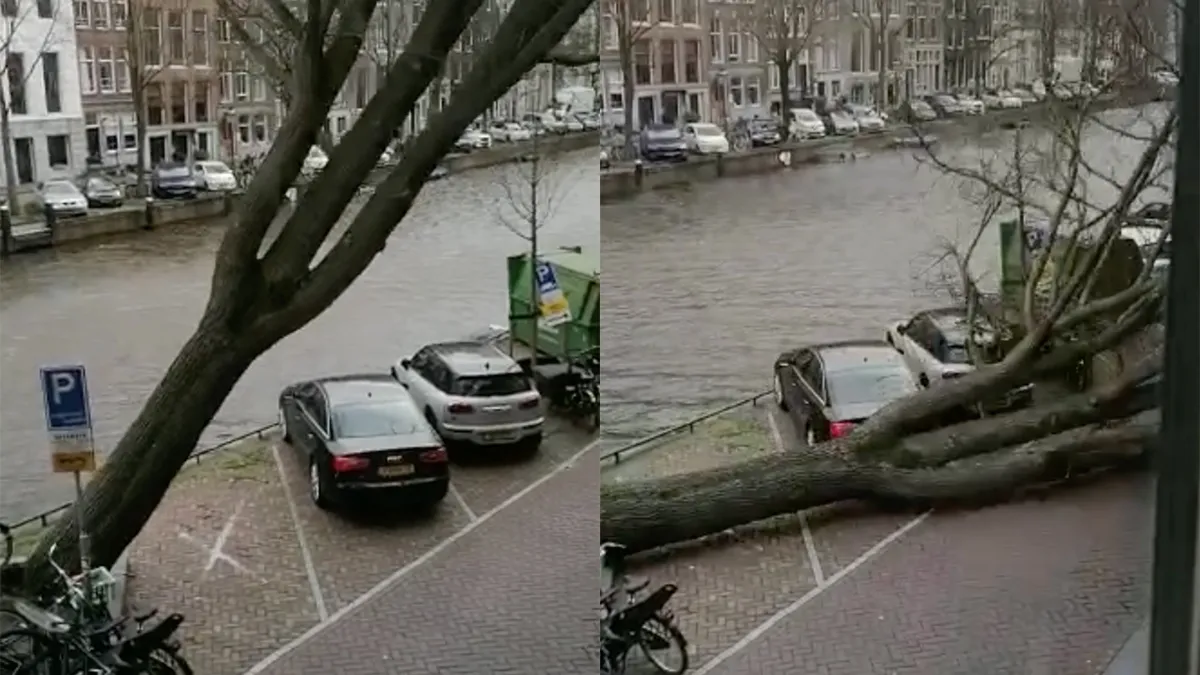 Boom waait om door storm Eunice: 'Jeetje heb je het gefotografeerd'