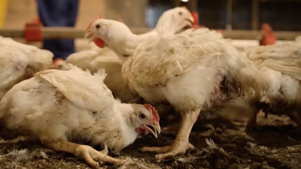 Eet smakelijk: Een kijkje in de Amerikaanse goedkope kip industrie