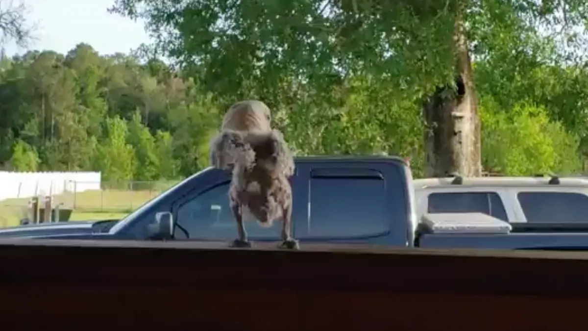 Griffi the Dancing Cockatoo kan Hypnotize van Notorious B.I.G wel waarderen