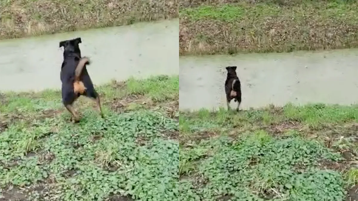 Hondje denkt dat kroos gras is en gaat spontaan zwemmen