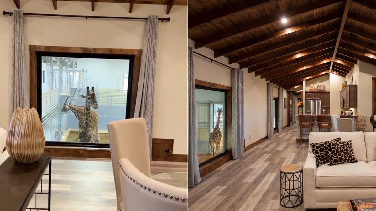 Hotelkamer in Texas zit in verblijf van giraffen