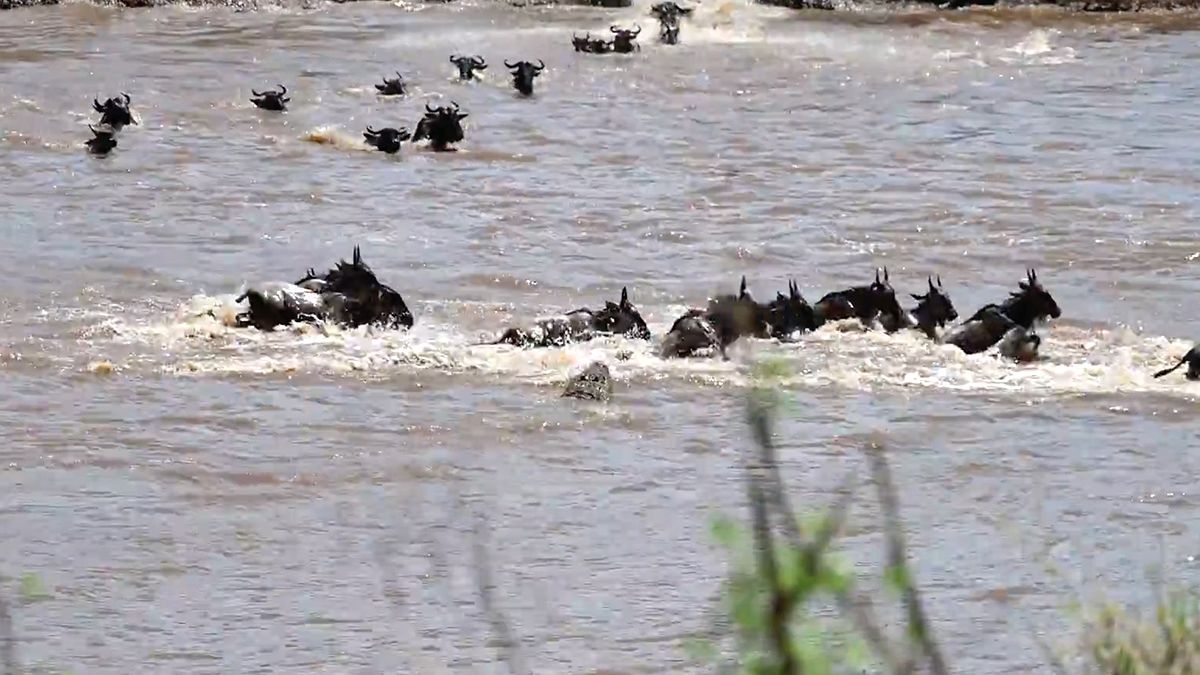 Krokodil grijpt Gnoe tijdens de grote trek in Tanzania