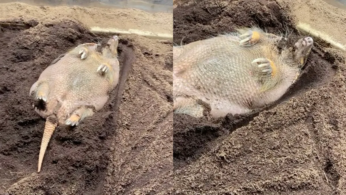 Pssst, weleens gezien hoe een gordeldier slaapt?