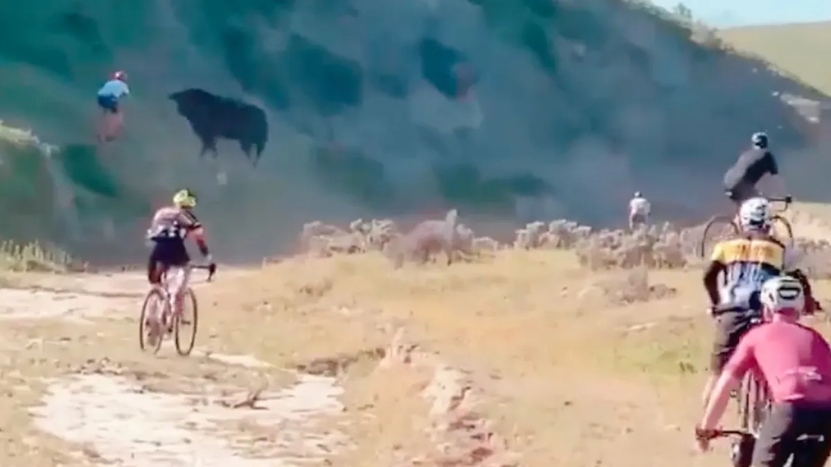 Bizon laat veldrijder even weten wie de baas is op de berg