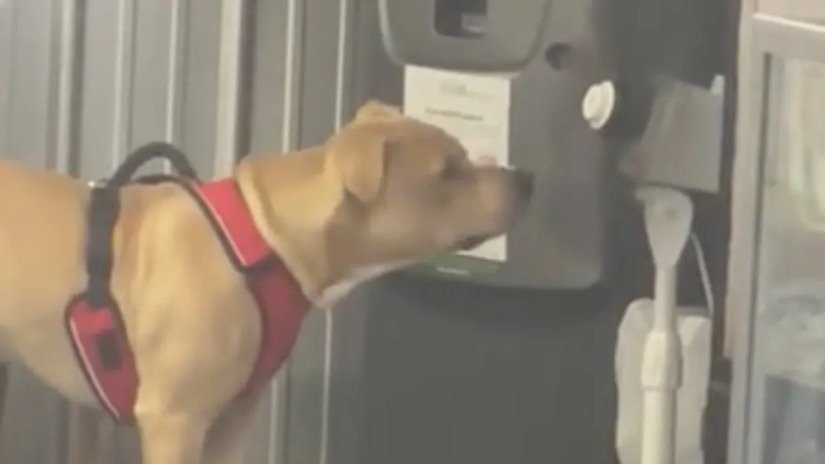 Pup Lou heeft het aan de stok met een ventilator