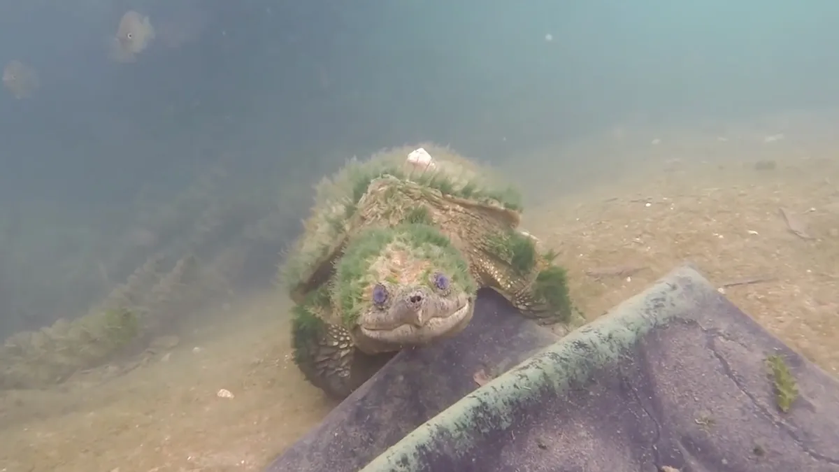 Duiker vindt schildpad die waarschijnlijk wel het een en ander te vertellen heeft
