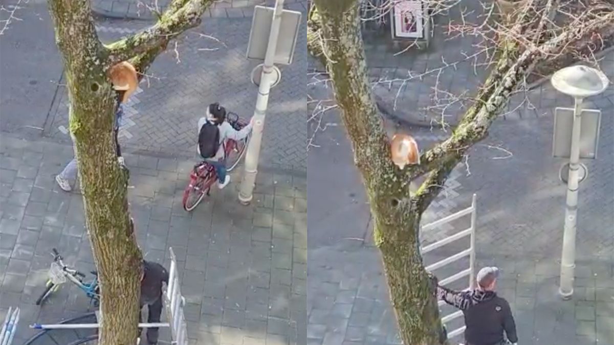 Helden van de steigerbouw redden kat uit boom in Amsterdam