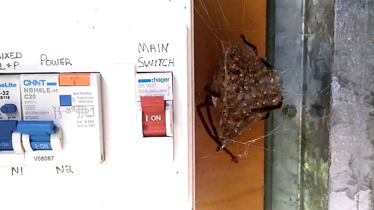 Huntsman spinnetje heeft een nestje in de meterkast