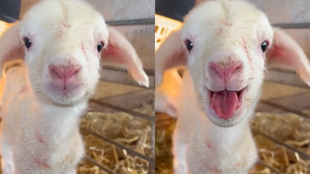 Pasgeboren lammetje is klaar om er een feestje van te maken