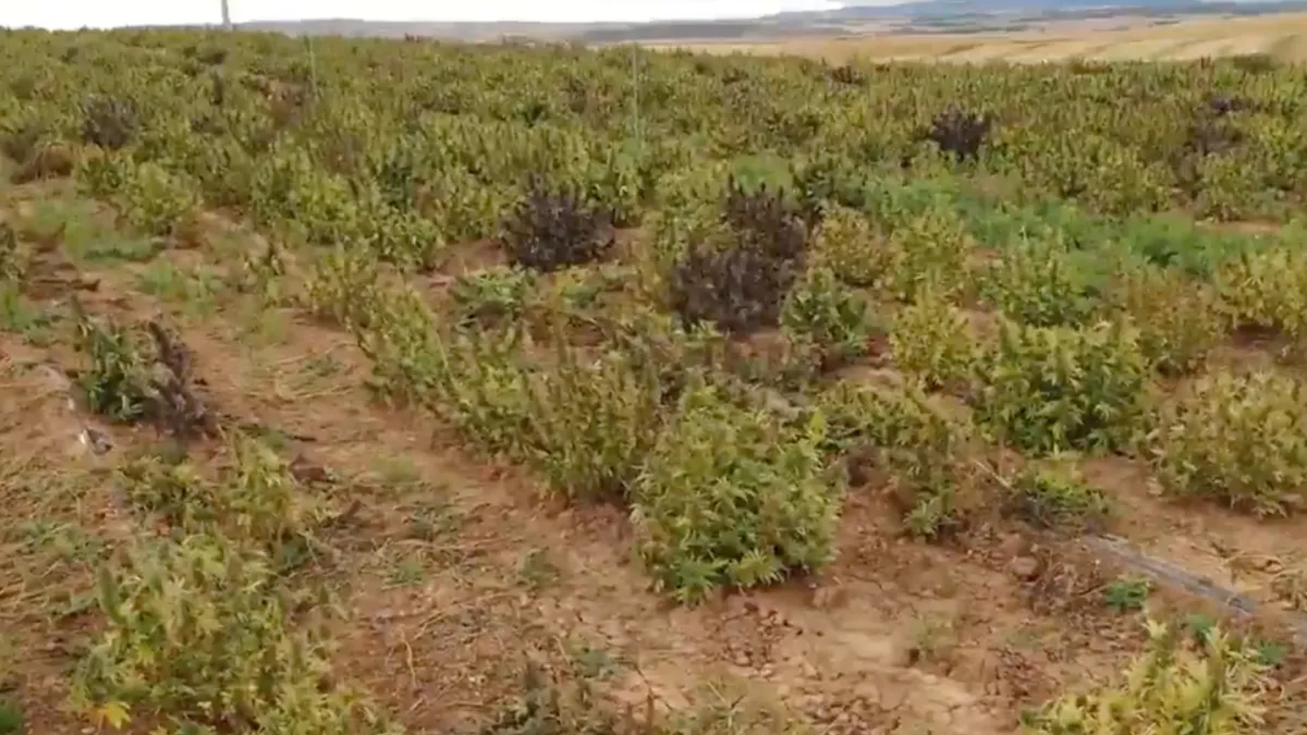 Guardia Civil rolt grootste hennepplantage van Europa op